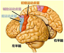 大腦的海馬區域是負責人的記憶的,往往顳葉癲癇患者出現記憶力的下降