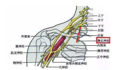 肋间神经的位置图图片