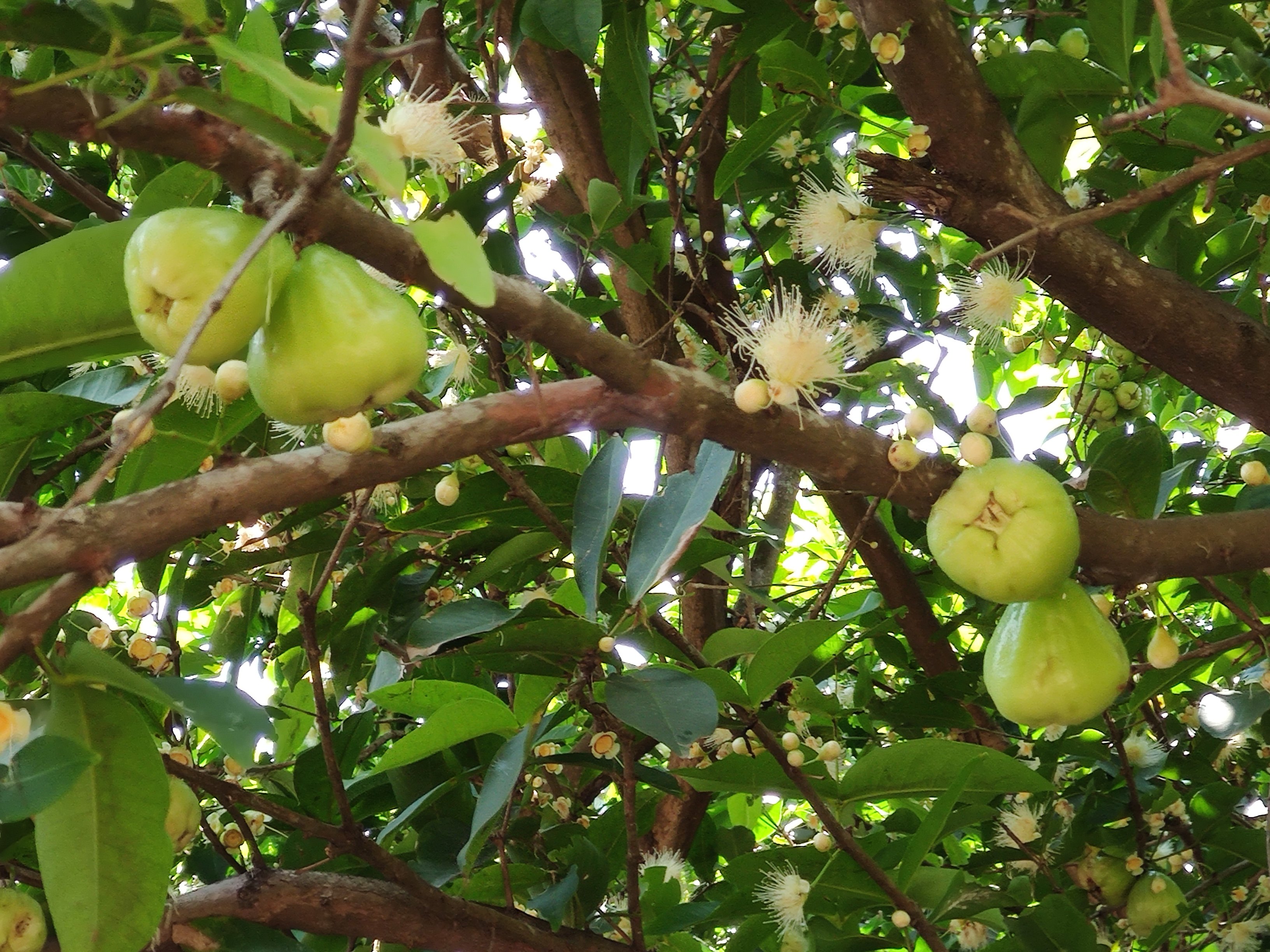 好大莲雾树结硕果 - 好大夫在线