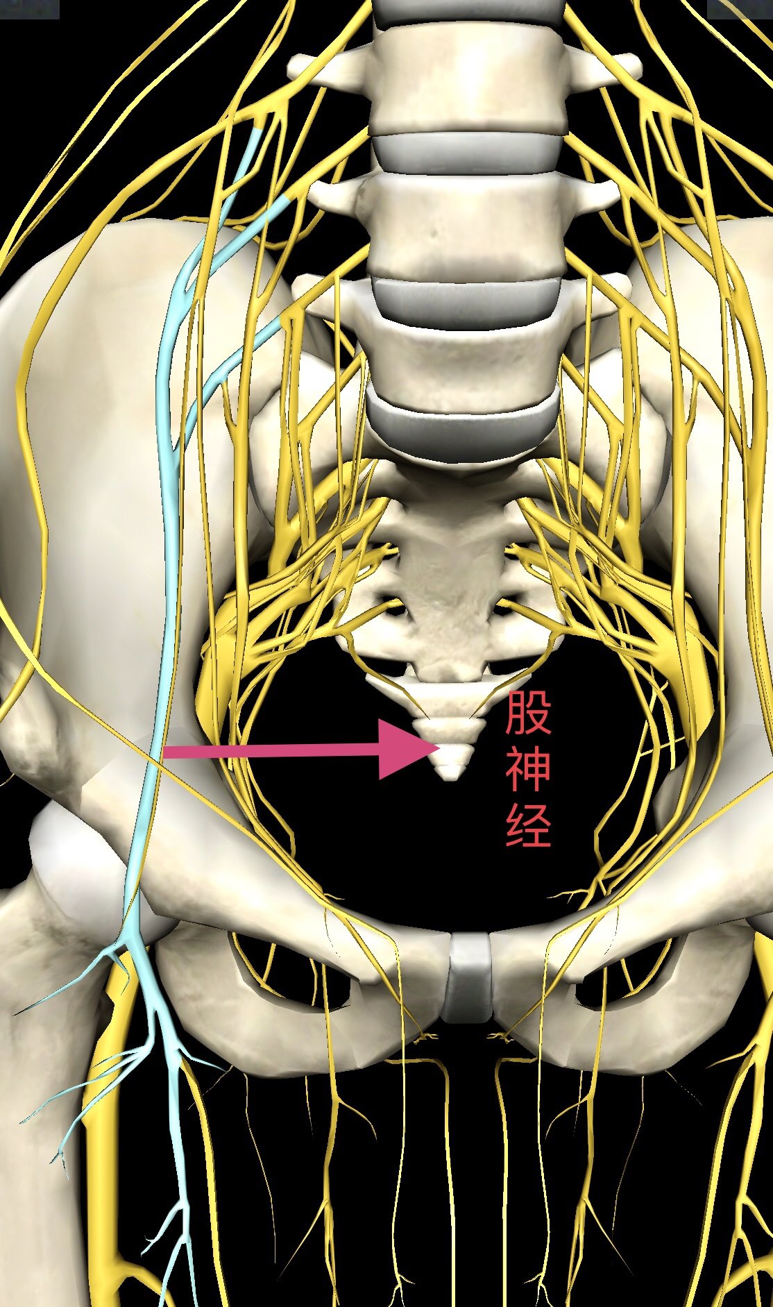股神经支配区域图片