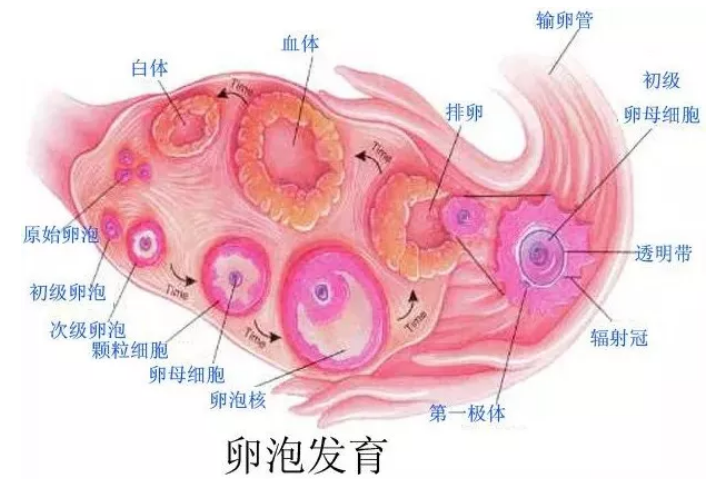 怎么知道自己是否正常排卵呢 wIYBAFswVcmAP5w3AAXgtylQp4k149.png?_ms_=e33a