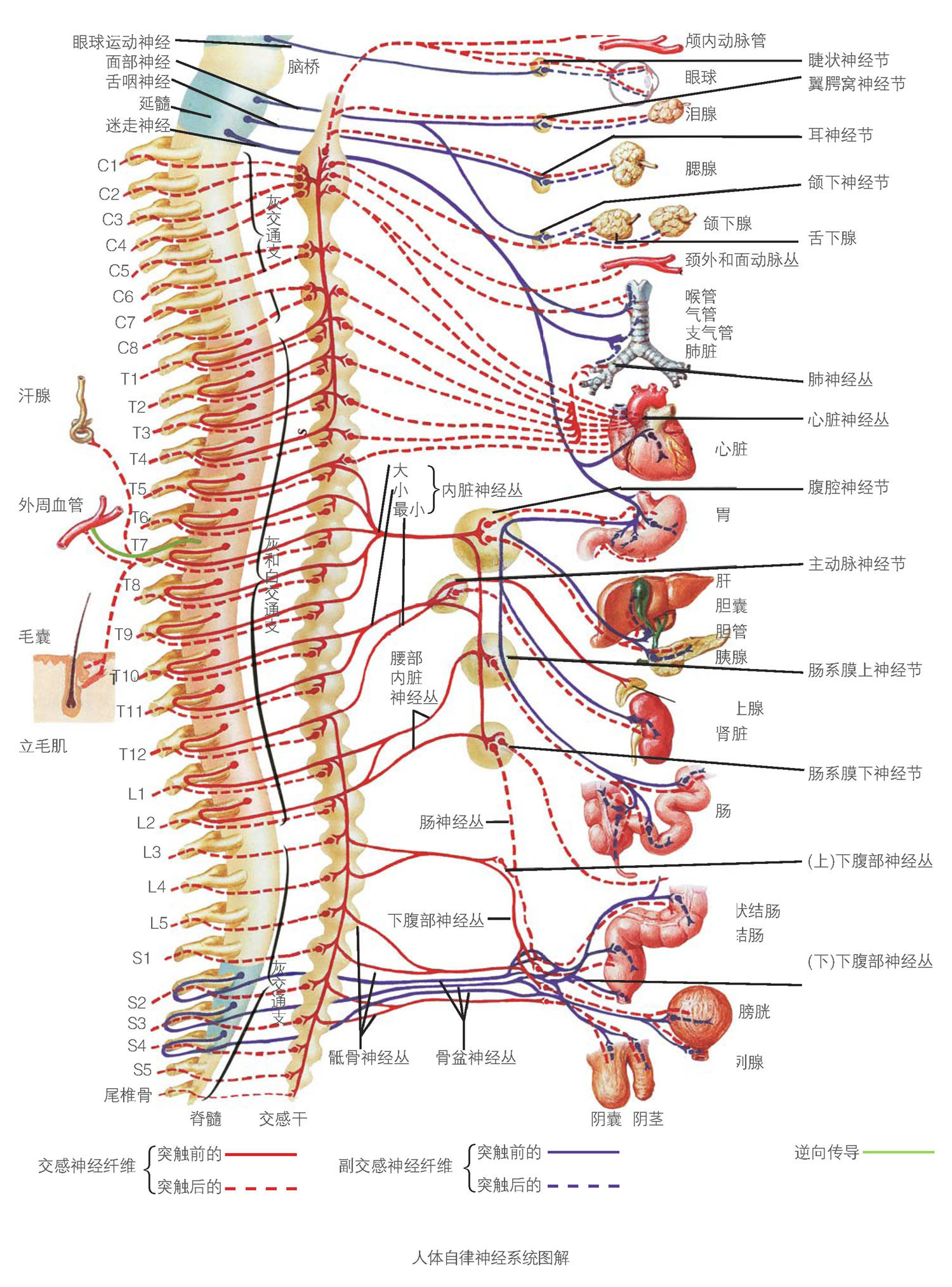 脊柱神经根解剖图图片