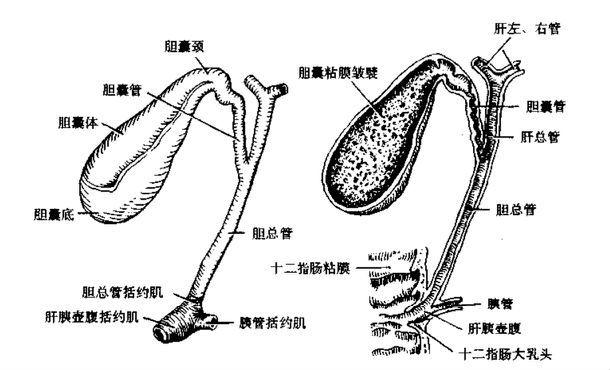 胆囊解剖图手绘图片