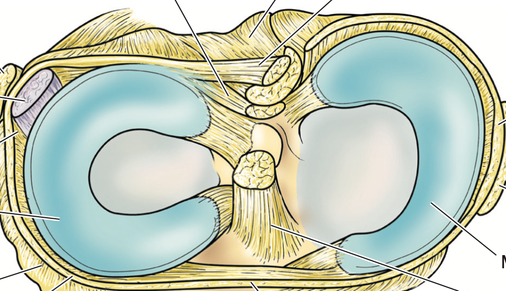 顾名思义,就是像月牙形的一块软骨板,它是由纤维软骨组成的垫圈,垫在