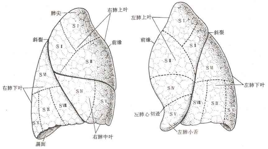 肺叶分段示意图图片