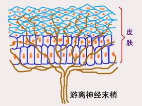 為什麼帶狀皰疹會帶來神經痛?_帶狀皰疹_疾病介紹_介紹 - 好大夫在線