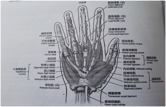 手屈肌腱修复后的康复(一)屈肌腱的分区及解剖