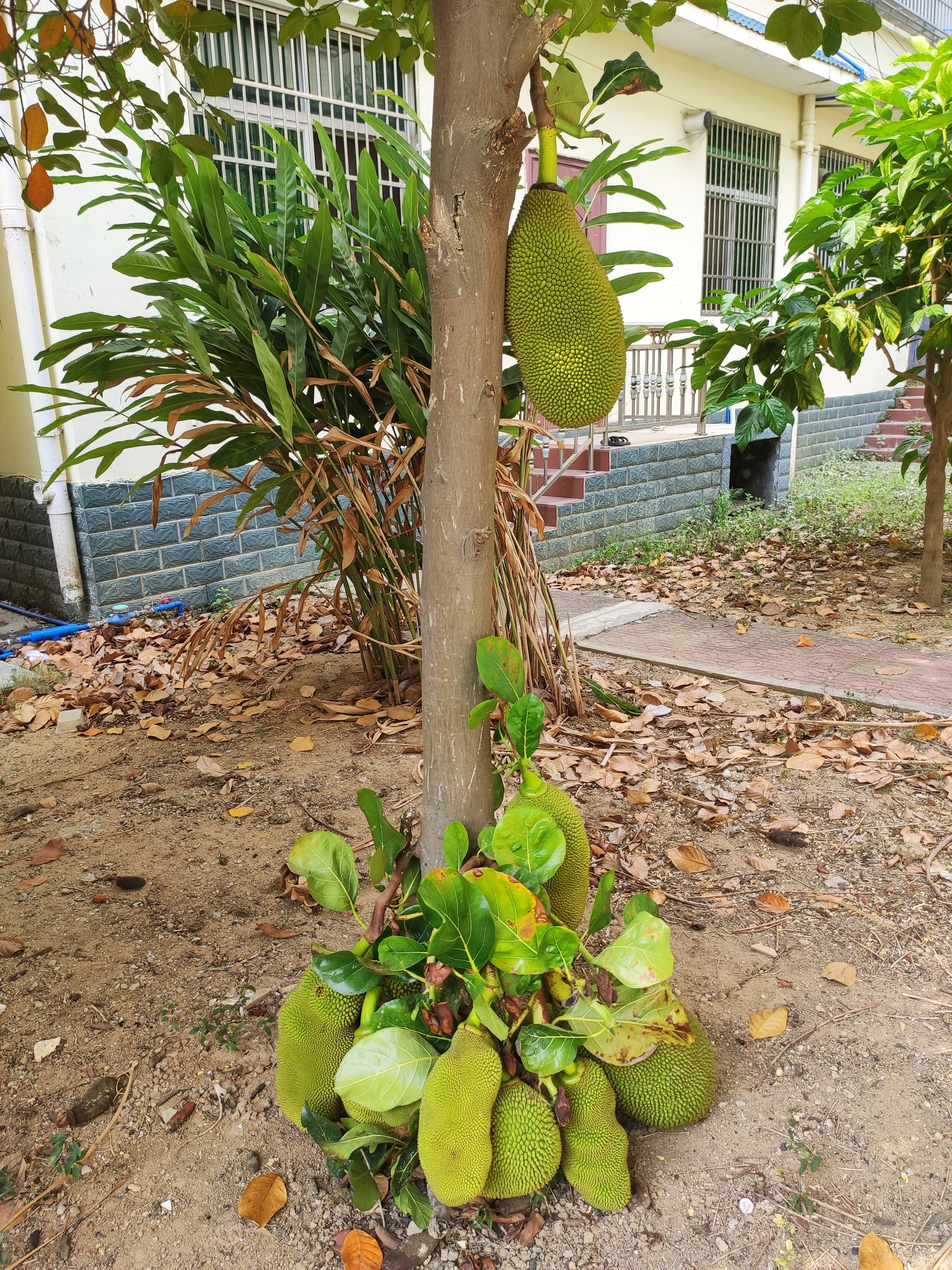 菠萝蜜树矮化图片