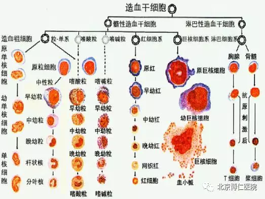 在造血过程中,任一阶段的血细胞如果没有好好发育,甚至乱分裂…