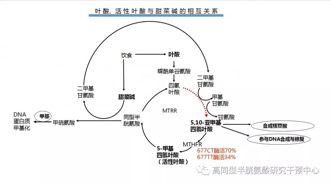 漫谈叶酸活性叶酸同型半胱氨酸与叶酸代谢基因突变