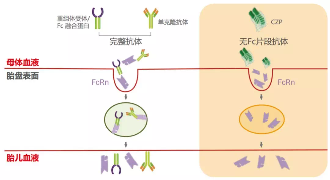 tnf-α 抑制剂用法用量六,tnf-α抑制剂选择顺序培塞利珠单抗(希敏佳)