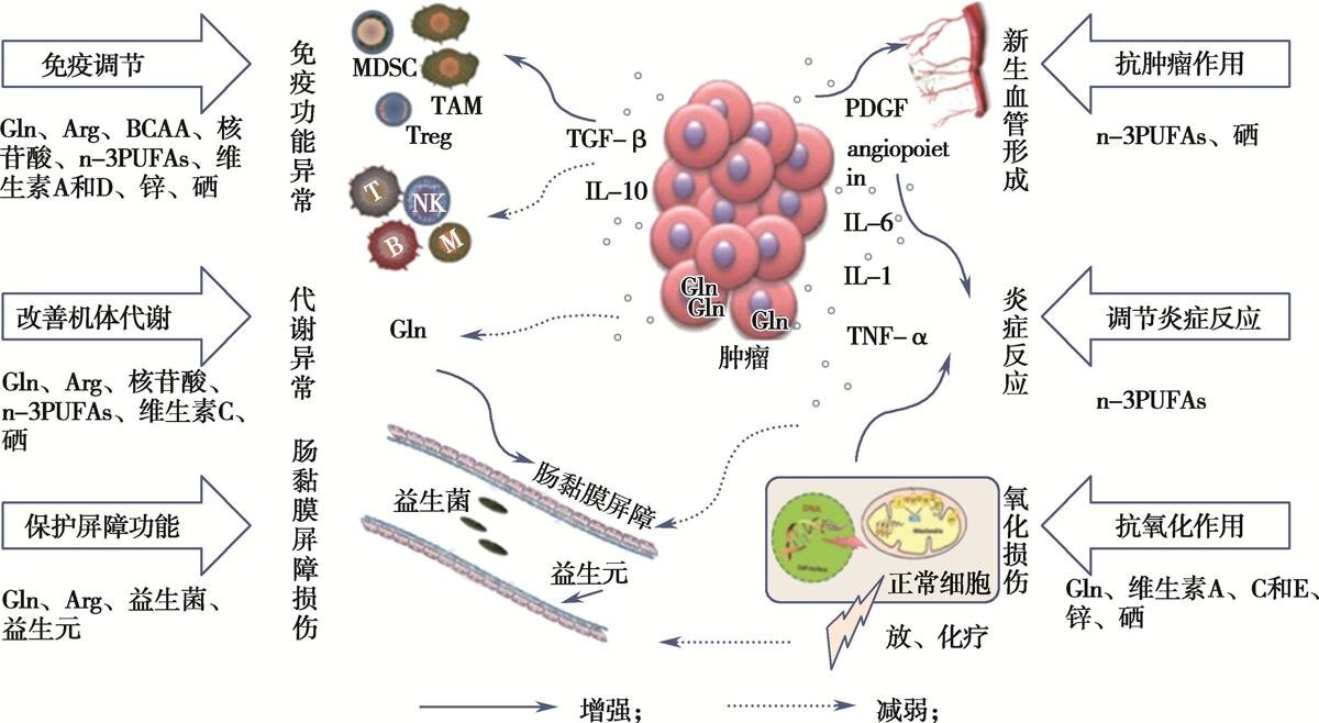 免疫营养改善肿瘤患者预后