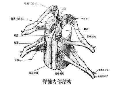 脊髓结构模式图图片