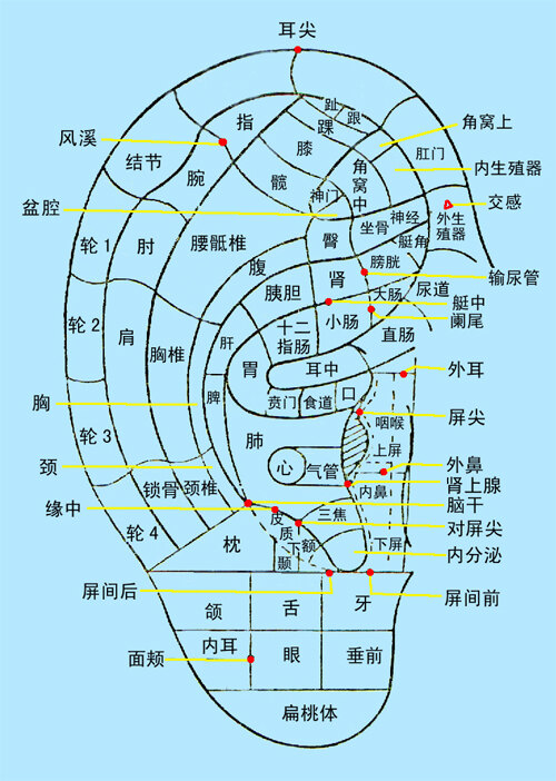 耳豆失眠位置图图片