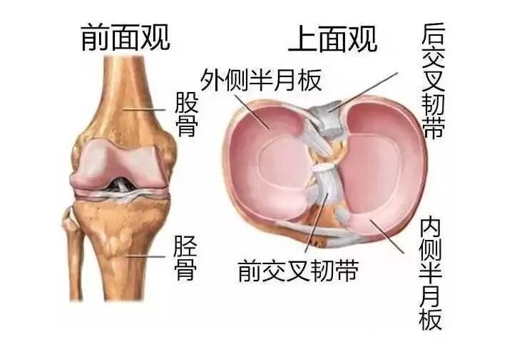 八个问题让你彻底搞懂半月板损伤