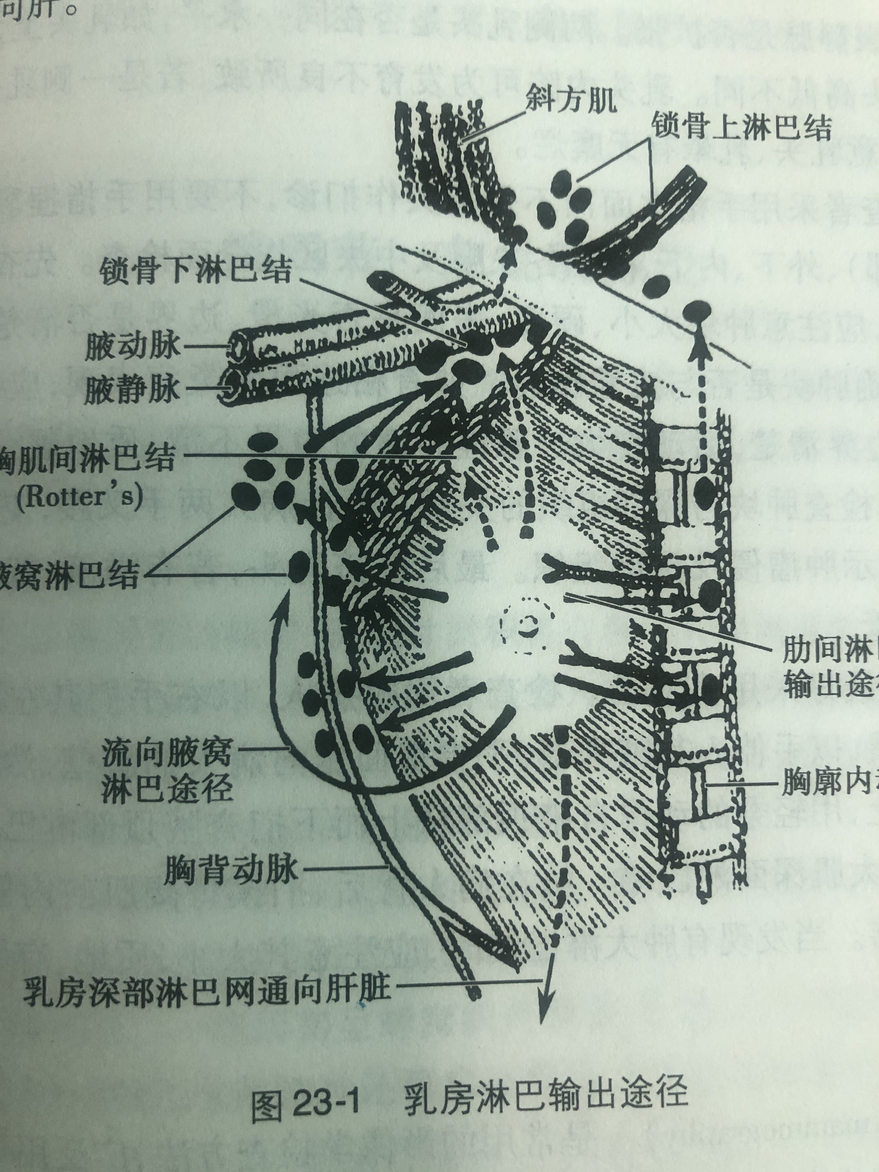 成年婦女乳房是兩個半球形的性徵器官,有15一20個腺葉組成,每一腺葉