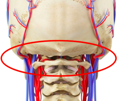 寰椎侧块位置图片