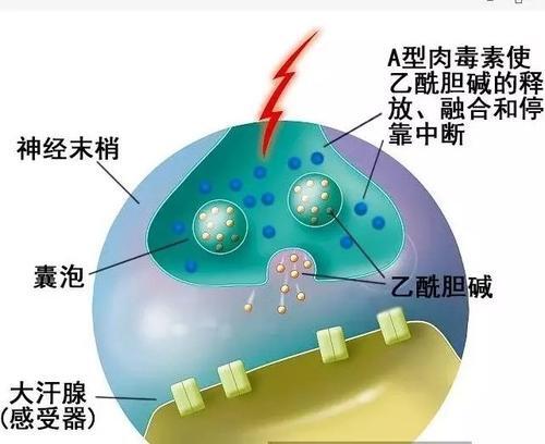 肉毒素治疗狐臭原理图.jpg