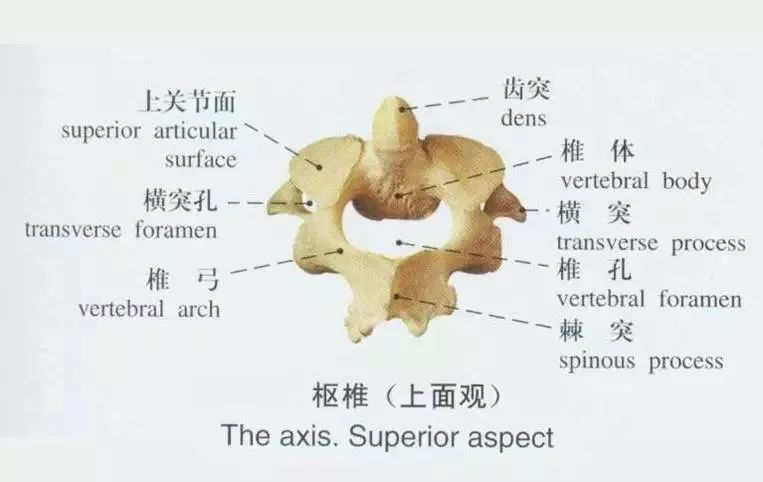 寰枢关节紊乱的诊断与治疗_寰枢椎脱位_介绍_症状表现 - 好大夫在线