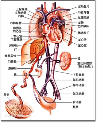产前检查发现胎儿静脉导管缺如,是怎么回事?_产前检查 - 好大夫在线