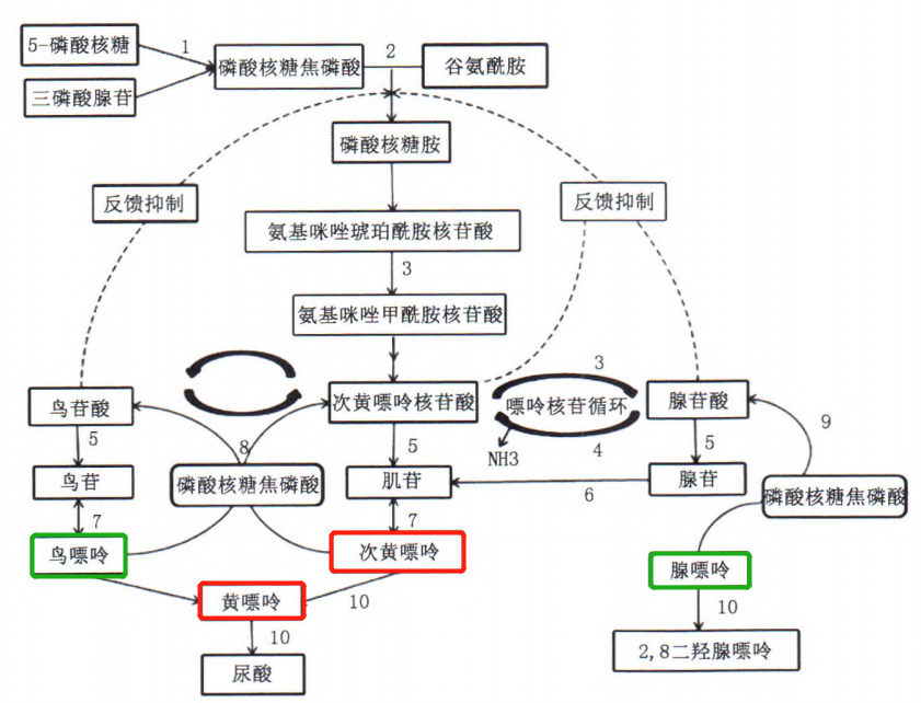 嘌呤核苷酸循环图片