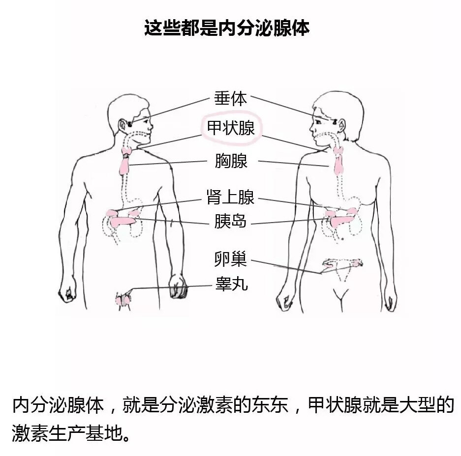 【甲状腺图文通俗科普系列之一】_甲亢_甲亢介绍 - 好大夫在线