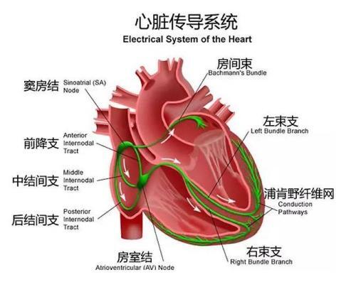 心脏传导系统.jpg