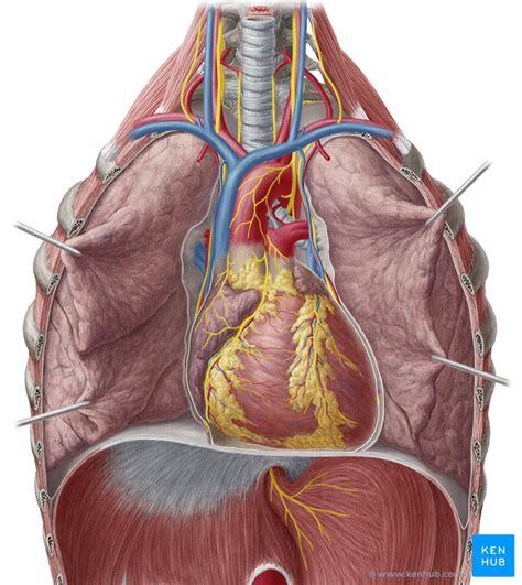 胸中间凹陷处是啥器官图片