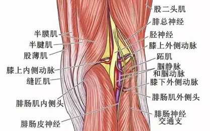 脂肪垫炎导致的膝前痛及治疗方法 腰腿痛 好大夫在线