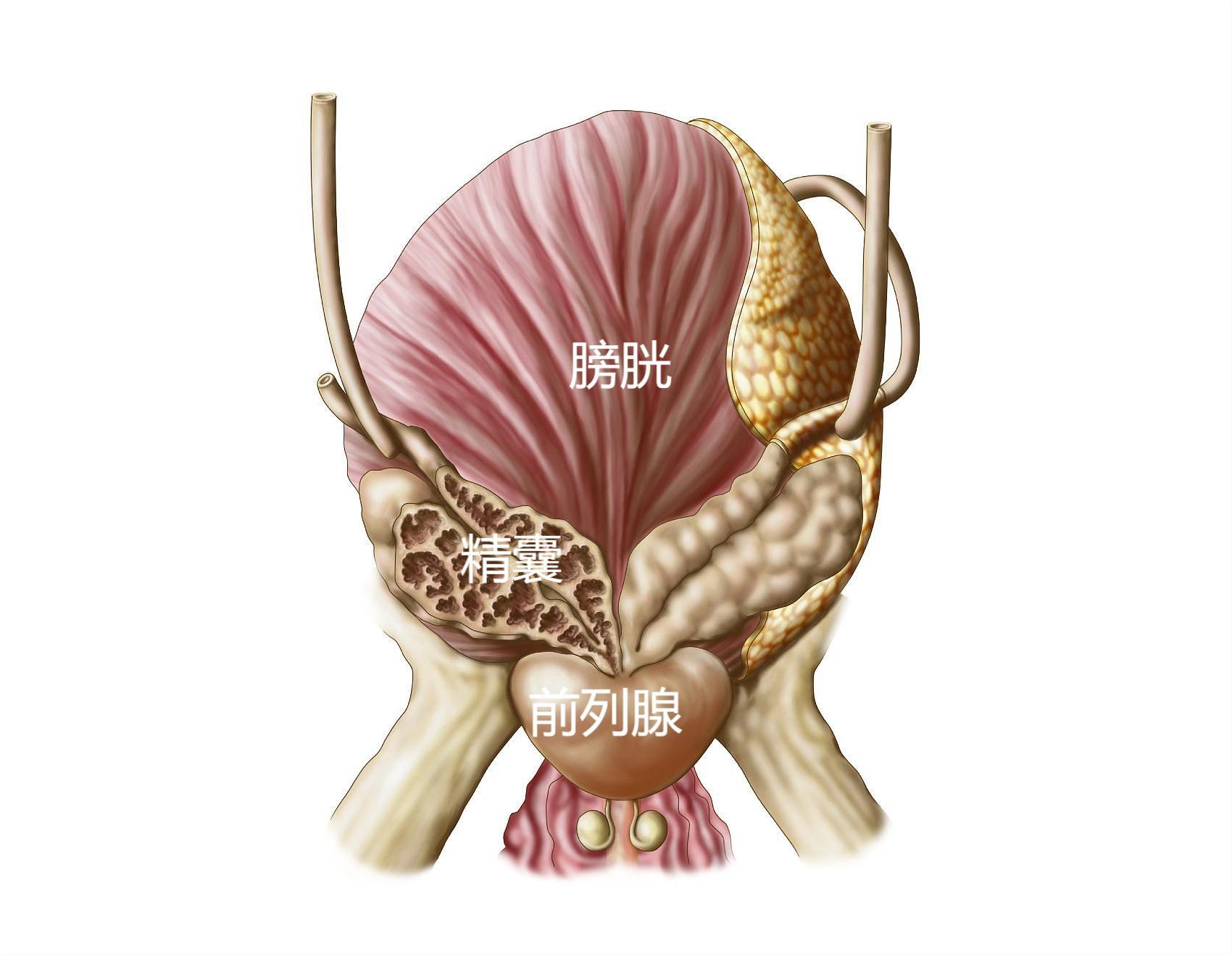 男人的專屬感冒解密前列腺炎