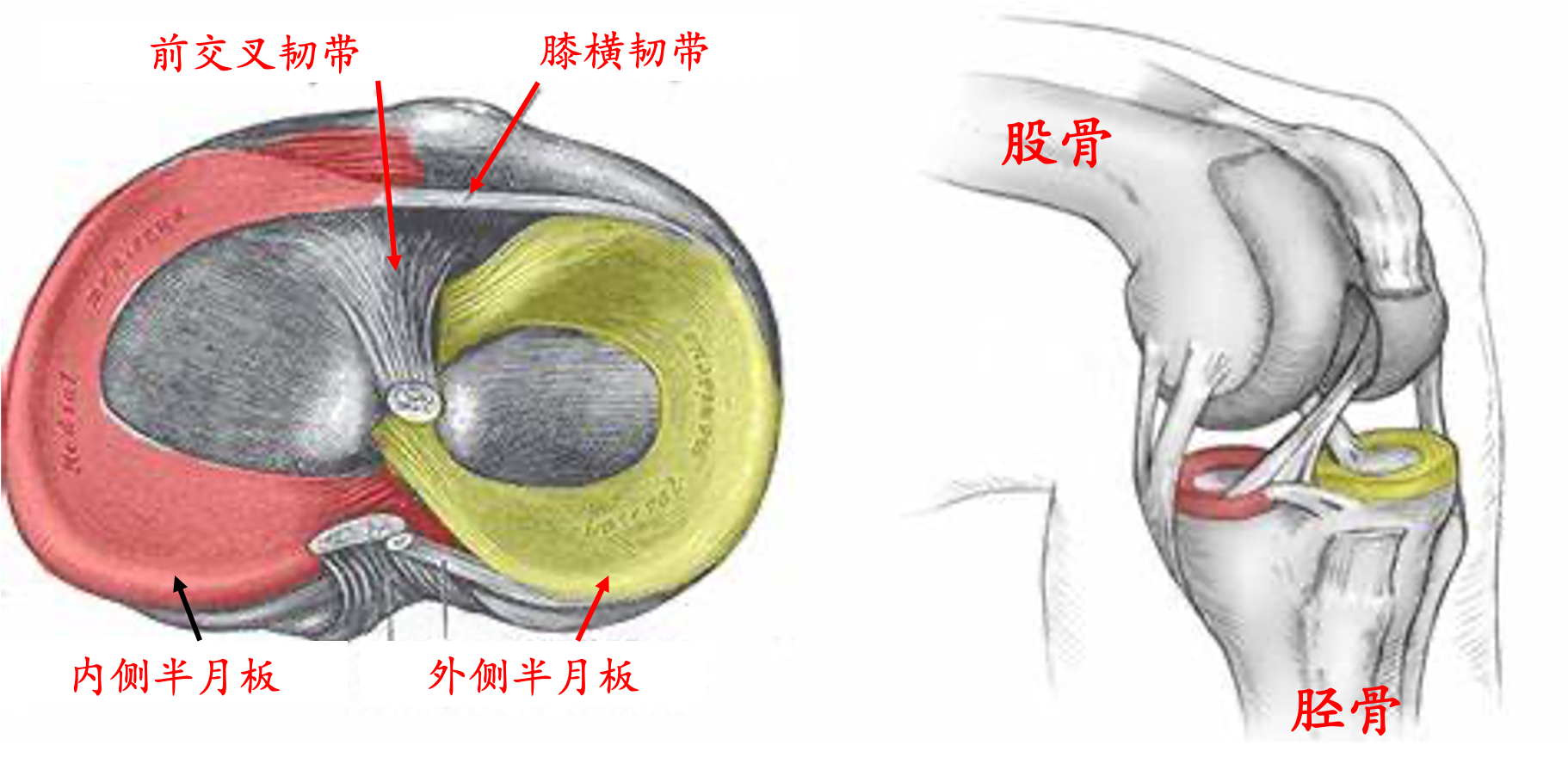 膝关节半月板损伤_介绍_治疗方式 - 好大夫在线