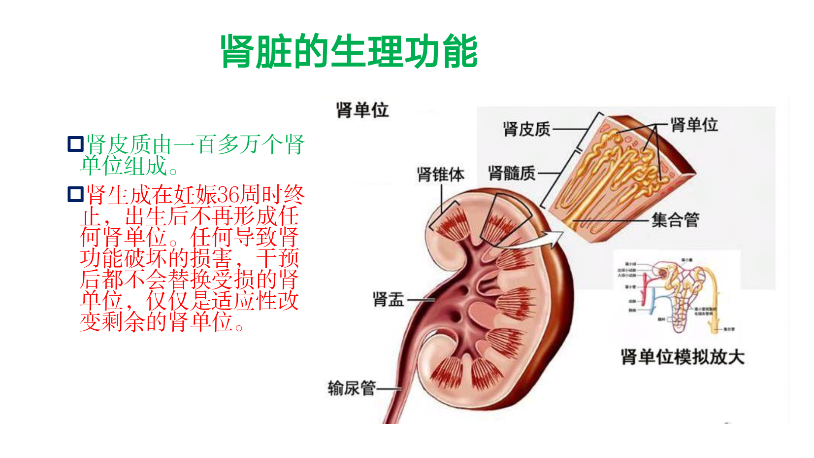 胎兒腎積水的評估