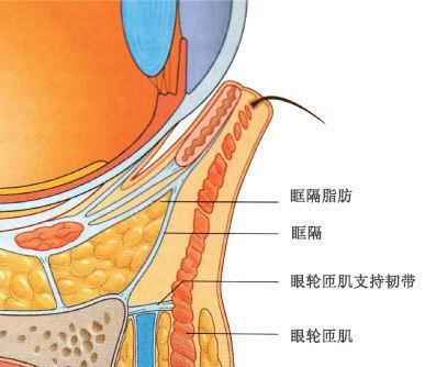 眼袋组织结构图图片