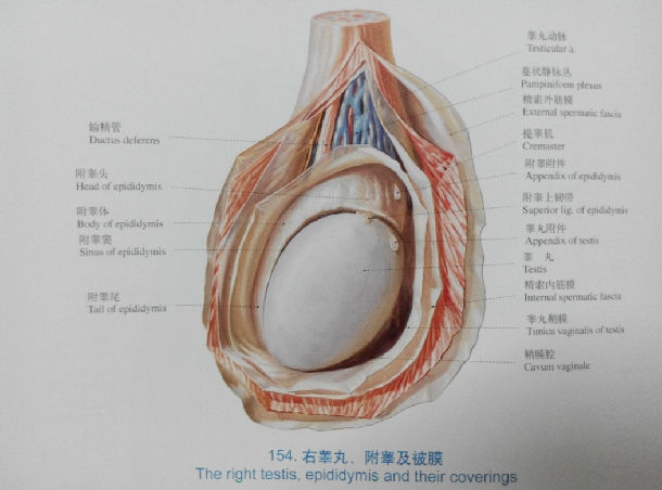 精索静脉曲张的治疗(附手术显微镜图片,解剖图片) 