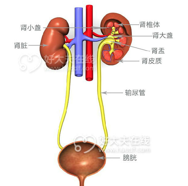 产检发现胎儿肾积水 流还是留 小儿肾积水 检查