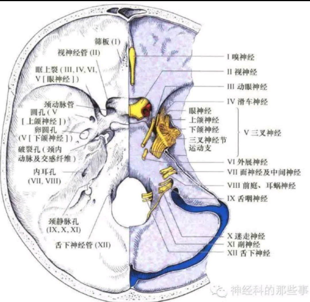 颅神经出颅部位