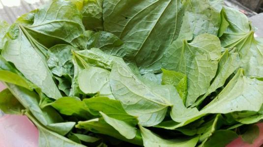 假蒌 南阳市第六人民医院 中医科 仲景苑