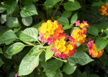 臭花草的功效与作用 臭花草的功效与作用