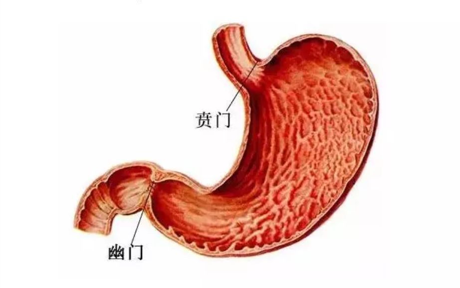 是胃上端的入口,食管中的食物通过贲门进入胃内