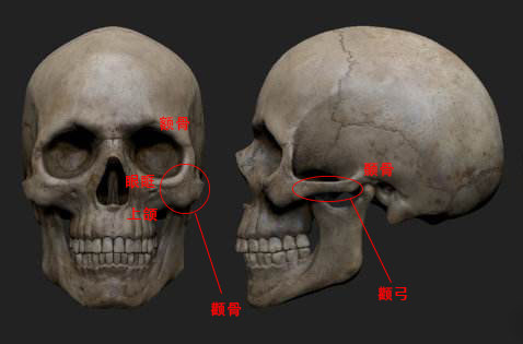 脸部颧骨图图片