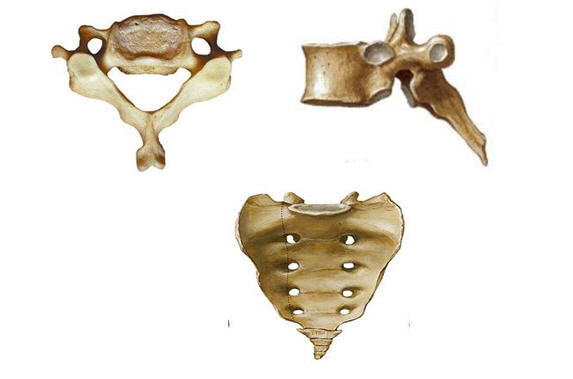 椎骨一般形態和結構