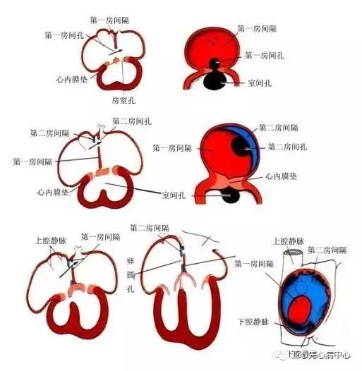 将原始心房分隔为左,右两个心房腔,这两个隔膜之间的裂隙称为卵圆孔