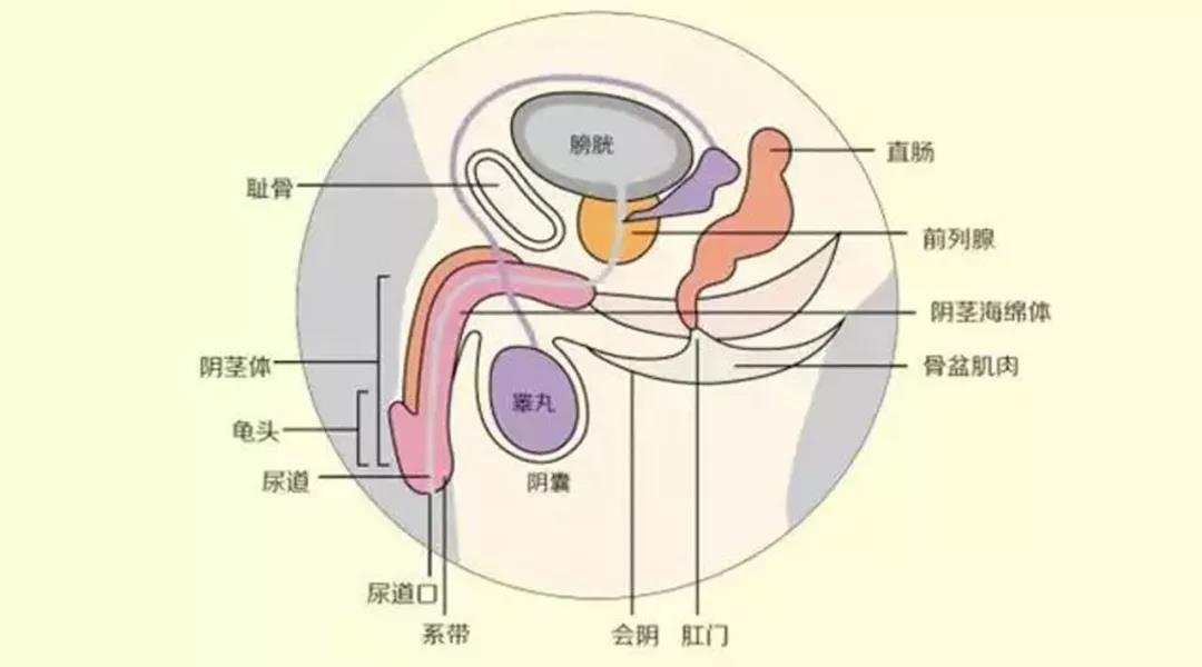 前部膨大为阴茎头,头尖端有矢状位的裂口叫尿道外口,头