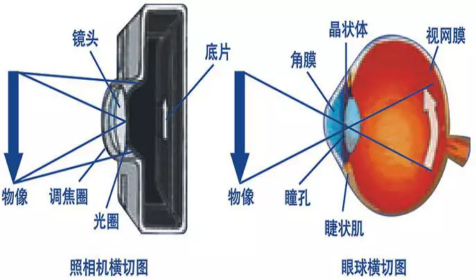 关于眼球光学组件,我们必须来了解一下有关眼球的一些最重要的组成