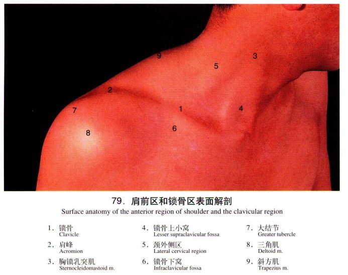 锁骨周围主要有哪些肌肉韧带附着周围有哪些血管神经引起斜颈的胸锁