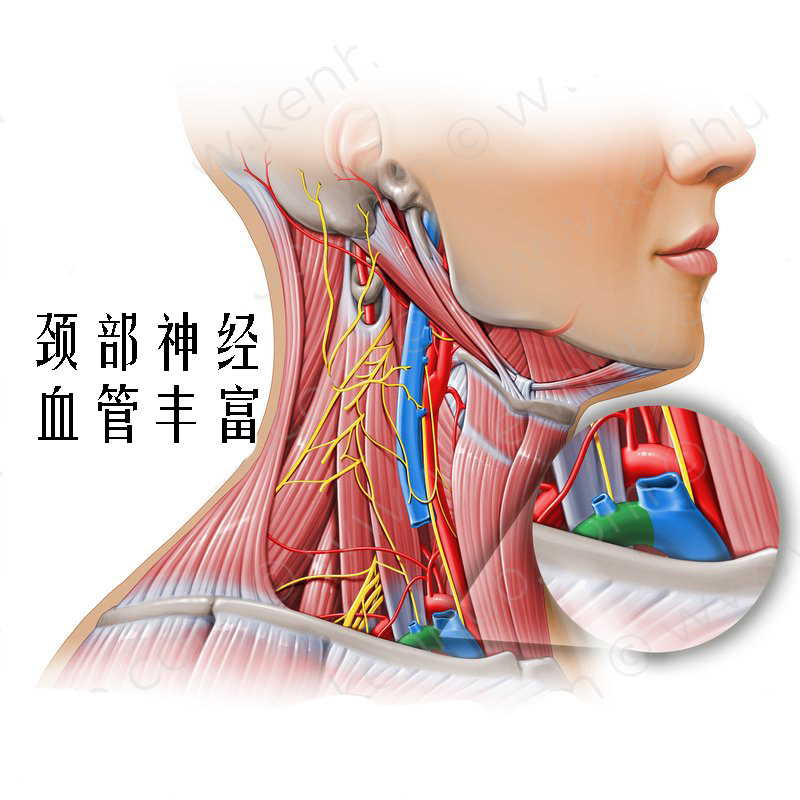 供应大脑血流的颈动脉在其中走行,其中该处有个结构叫颈动脉窦,其对