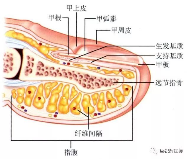指甲的生长结构示意图图片