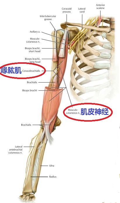 喙肱肌受什么神经支配?止点:肱骨内侧缘的中部喙肱肌的止点在哪里?