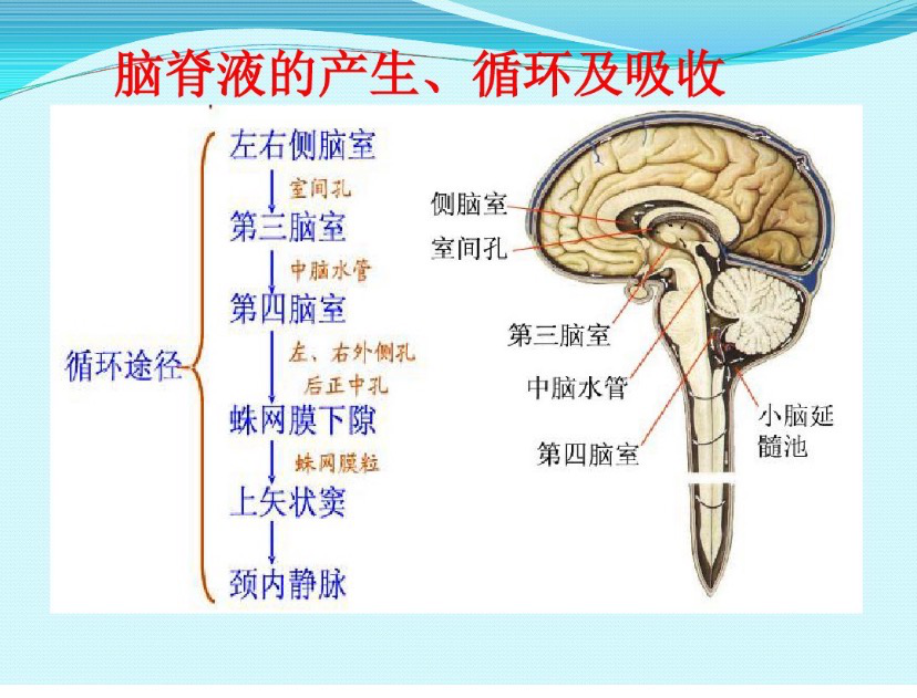 脑脊液动力学障碍导致的脑积水可以分为交通性脑积水及非交通性脑积水