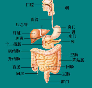 胃冠状静脉走行图图片